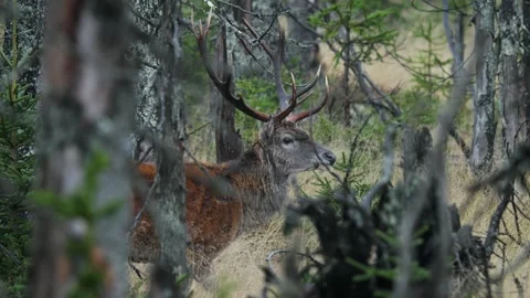 Red deer (Cervus elaphus) in an old mountain spruce forest Stock Footage 297741647