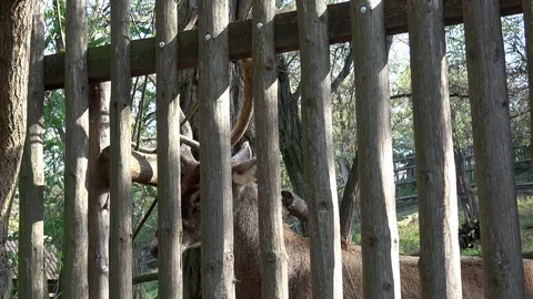 Red deer (cervus elaphus) in the paddock. Male, mature stag, big antlers, rut. Stock Footage 120568254