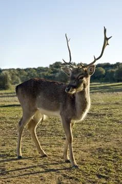 Red Deer (Cervus elaphus) Stock Photos