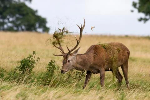 Red deer ( Cervus elaphus) Stock Photos