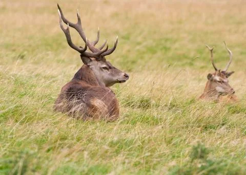 Red deer  Cervus elaphus Stock Photos