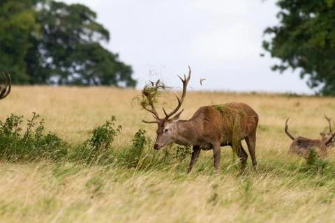 Red deer ( Cervus elaphus) Stock Photos