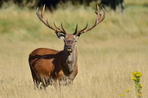 Red deer, Cervus elaphus Stock Photos