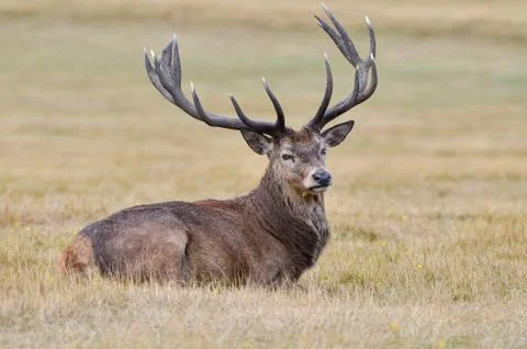 Red deer, Cervus elaphus Stock Photos