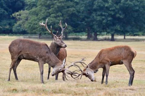 Red deer, Cervus elaphus Stock Photos