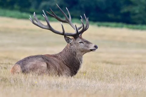 Red deer, Cervus elaphus Stock Photos