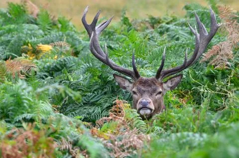 Red deer, Cervus elaphus Stock Photos