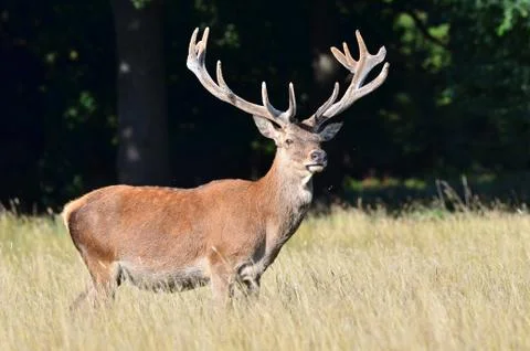 Red deer, Cervus elaphus Stock Photos