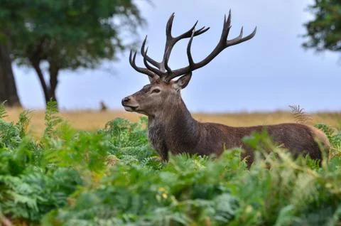Red deer, Cervus elaphus Stock Photos