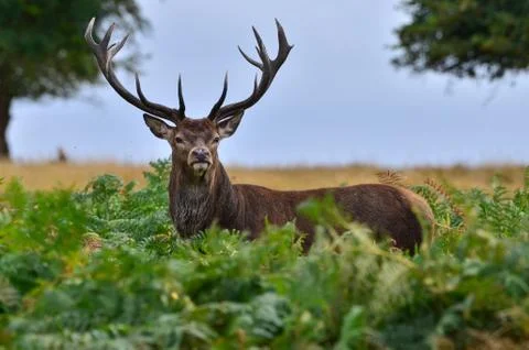 Red deer, Cervus elaphus Stock Photos