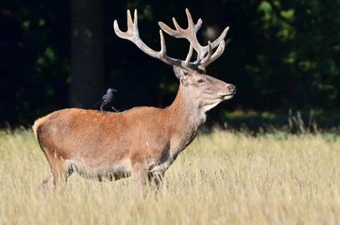 Red deer, Cervus elaphus Stock Photos