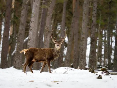 Red deer, Cervus elaphus Stock Photos
