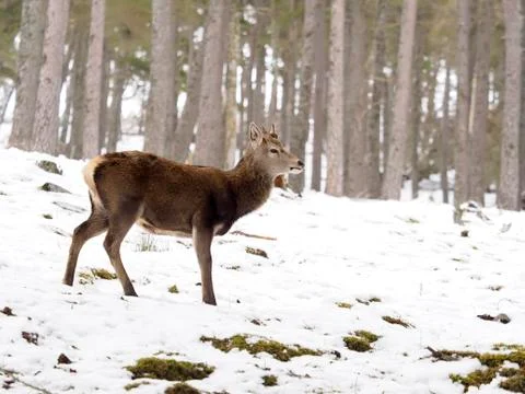 Red deer, Cervus elaphus Stock Photos