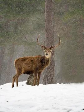 Red deer, Cervus elaphus Stock Photos
