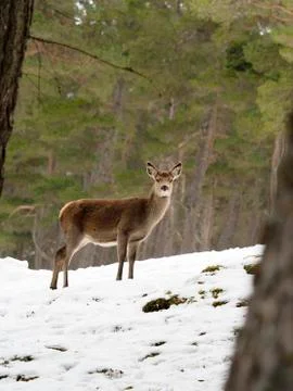 Red deer, Cervus elaphus Foto stock
