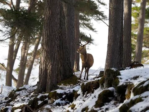 Red deer, Cervus elaphus Stock Photos