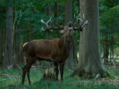 Red deer (Cervus elaphus) Stock Photos
