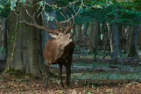 Red deer (Cervus elaphus) Stock Photos