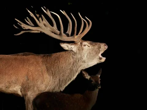 Red deer (Cervus elaphus) Stock Photos
