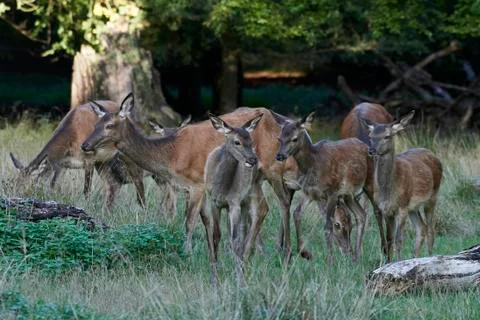 Red deer (Cervus elaphus) Stock Photos