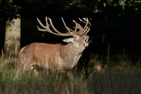 Red deer (Cervus elaphus) Stock Photos