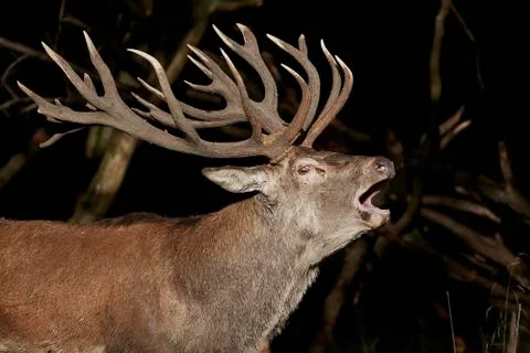 Red deer (Cervus elaphus) Stock Photos