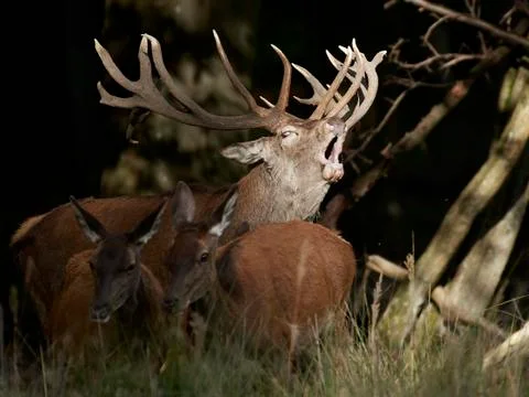 Red deer (Cervus elaphus) Stock Photos