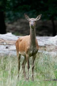 Red deer (Cervus elaphus) Stock Photos