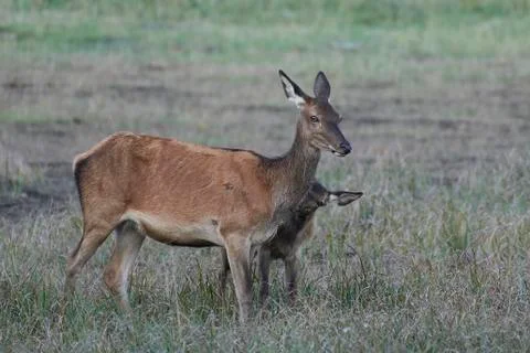 Red deer (Cervus elaphus) Stock Photos