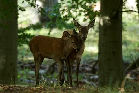 Red deer (Cervus elaphus) Stock-Fotos