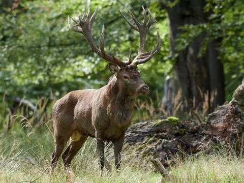 Red deer (Cervus elaphus) Stock Photos