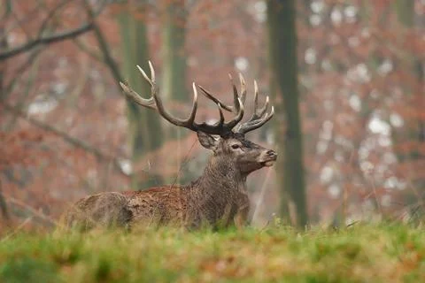 Red deer (Cervus elaphus) Stock Photos