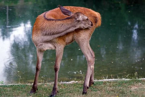 Red deer - Cervus elaphus Stock Photos