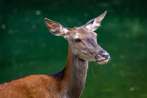 Red deer - Cervus elaphus Stock Photos