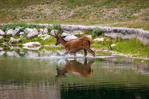 Red deer - Cervus elaphus Stock Photos