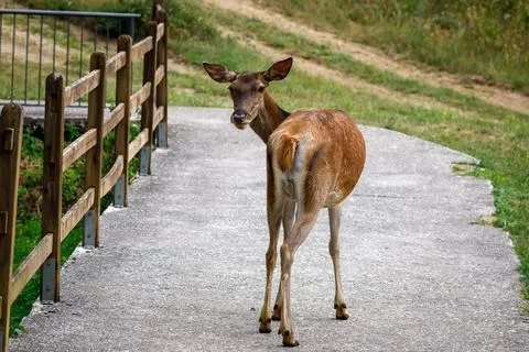 Red deer - Cervus elaphus Stock Photos