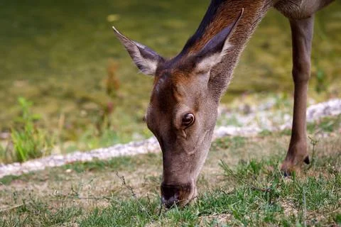 Red deer - Cervus elaphus Stock Photos