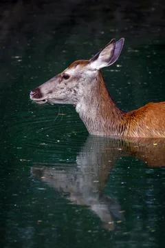Red deer - Cervus elaphus Stock Photos