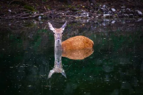 Red deer - Cervus elaphus Stock Photos