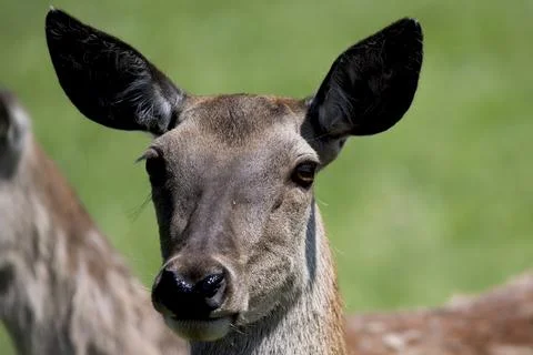 The Red Deer (Cervus elaphus). Stock Photos