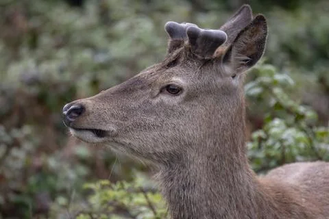 The Red Deer (Cervus elaphus). Stock Photos