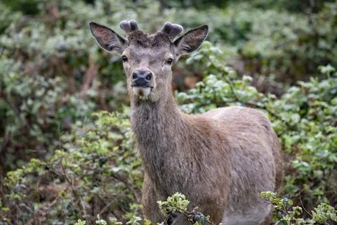 The Red Deer (Cervus elaphus). Stock Photos