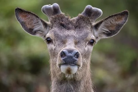 The Red Deer (Cervus elaphus). Stock Photos