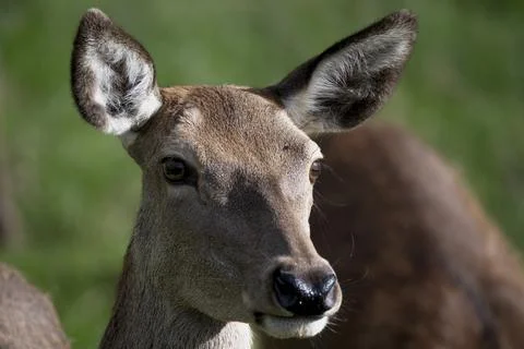 The Red Deer (Cervus elaphus). Stock Photos