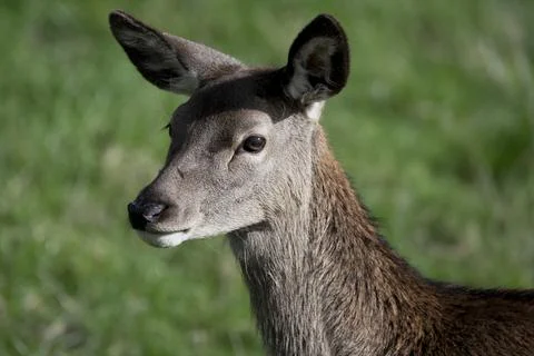 The Red Deer (Cervus elaphus). Stock Photos