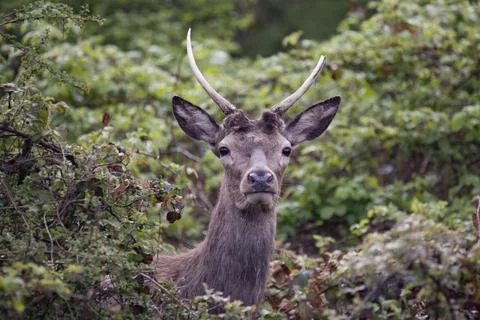 The Red Deer (Cervus elaphus). Stock Photos