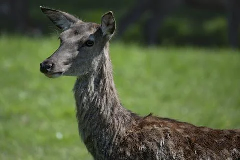 The Red Deer (Cervus elaphus). Stock Photos