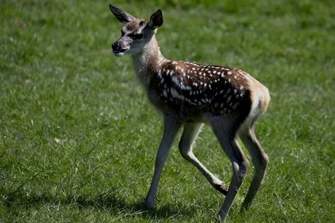 The Red Deer (Cervus elaphus). Stock Photos