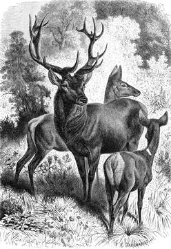 Red deer Cervus elaphus red deer called noble deer a species of the true deer Stock Illustration