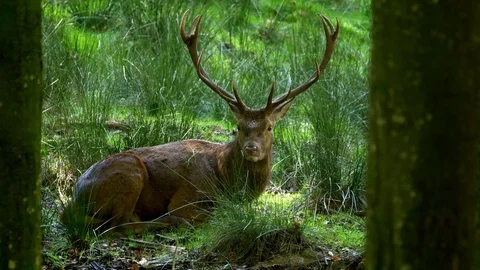 Red deer (Cervus elaphus) resting in forest clearing Stock-Footage 106218976
